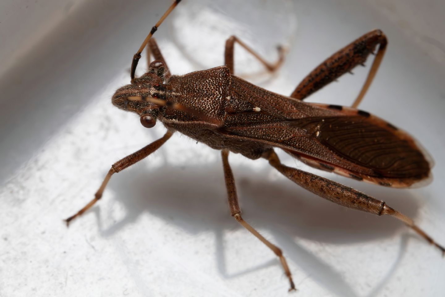 Alydidae - Camptopus lateralis